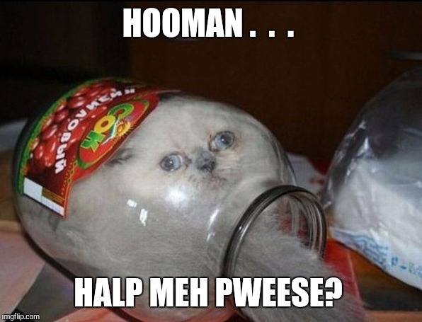 HOOMAN .  .  . HALP MEH PWEESE? | image tagged in cats | made w/ Imgflip meme maker