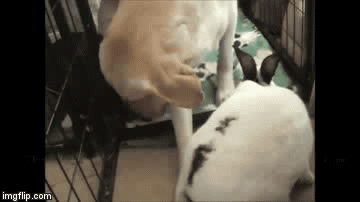 Secrets Between Labs & Bunnies | image tagged in gifs,labs,bunny humor,bunny | made w/ Imgflip video-to-gif maker