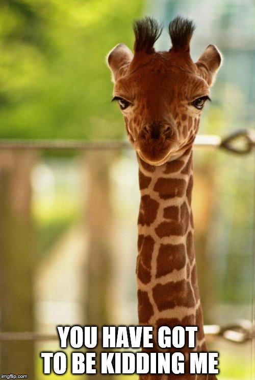 Sassy Giraffe | YOU HAVE GOT TO BE KIDDING ME | image tagged in no comment giraffe | made w/ Imgflip meme maker