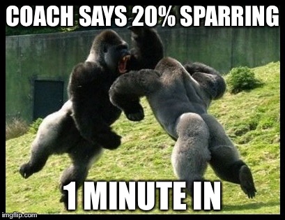 COACH SAYS 20% SPARRING; 1 MINUTE IN | image tagged in sparring | made w/ Imgflip meme maker