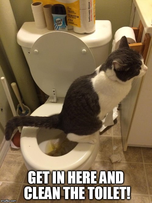 GET IN HERE AND CLEAN THE TOILET! | made w/ Imgflip meme maker