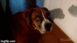 Dog Pants | image tagged in gifs,dog | made w/ Imgflip video-to-gif maker