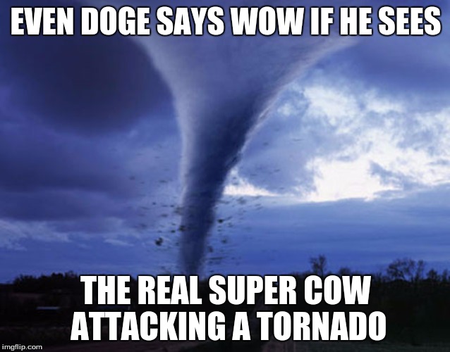 tornado | EVEN DOGE SAYS WOW IF HE SEES; THE REAL SUPER COW ATTACKING A TORNADO | image tagged in tornado | made w/ Imgflip meme maker