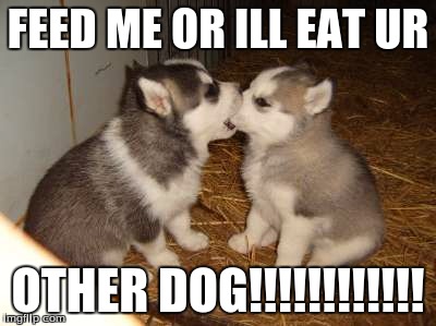 Cute Puppies Meme | FEED ME OR ILL EAT UR; OTHER DOG!!!!!!!!!!!! | image tagged in memes,cute puppies | made w/ Imgflip meme maker
