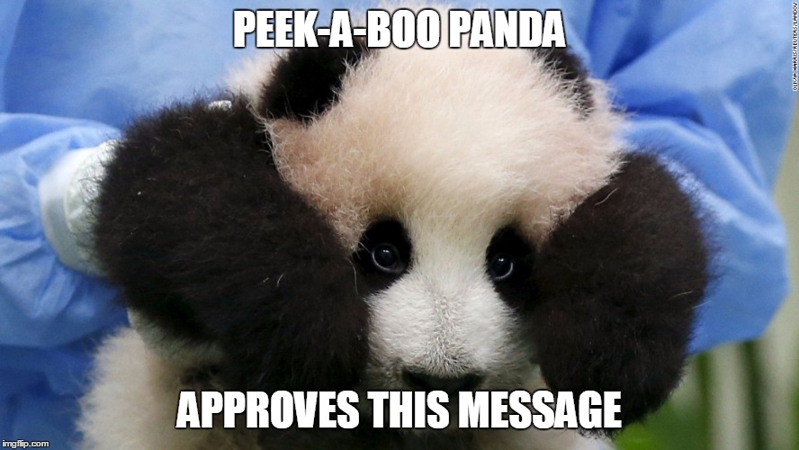 Cute Panda | PEEK-A-BOO PANDA; APPROVES THIS MESSAGE | image tagged in cute panda | made w/ Imgflip meme maker