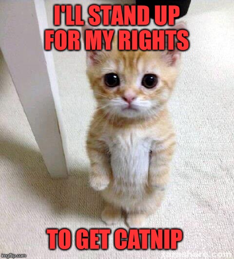 Cute Cat Meme | I'LL STAND UP FOR MY RIGHTS; TO GET CATNIP | image tagged in memes,cute cat | made w/ Imgflip meme maker