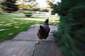 High Quality Running Chicken Blank Meme Template