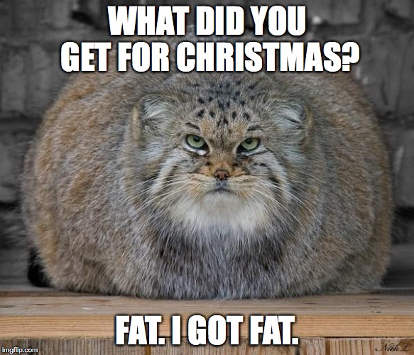 Fat Cats Exercise | WHAT DID YOU GET FOR CHRISTMAS? FAT. I GOT FAT. | image tagged in fat cats exercise | made w/ Imgflip meme maker