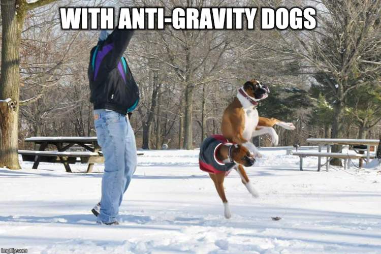 levitatiion spell cast | WITH ANTI-GRAVITY DOGS | image tagged in levitatiion spell cast | made w/ Imgflip meme maker