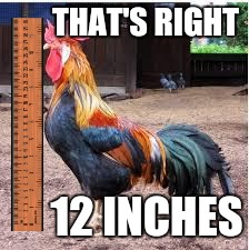 Cock Rooster | THAT'S RIGHT; 12 INCHES | image tagged in cock rooster | made w/ Imgflip meme maker