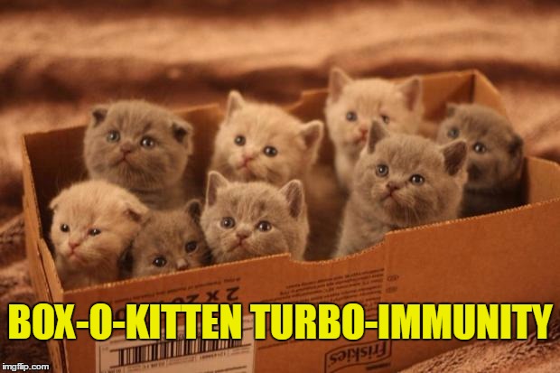 Your argument is invalid. | BOX-O-KITTEN TURBO-IMMUNITY | image tagged in kittens,cute kittens | made w/ Imgflip meme maker