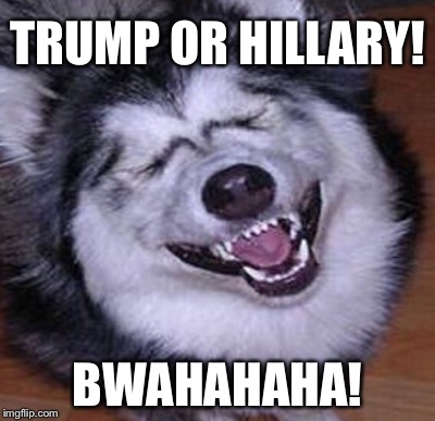 HILARITY DOG | TRUMP OR HILLARY! BWAHAHAHA! | image tagged in funny dog | made w/ Imgflip meme maker