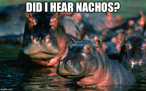 Hippopotamus | DID I HEAR NACHOS? | image tagged in hippopotamus | made w/ Imgflip meme maker