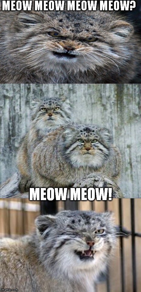 Meow meow meow... | MEOW MEOW MEOW MEOW? MEOW MEOW! | image tagged in meow,meow meow | made w/ Imgflip meme maker