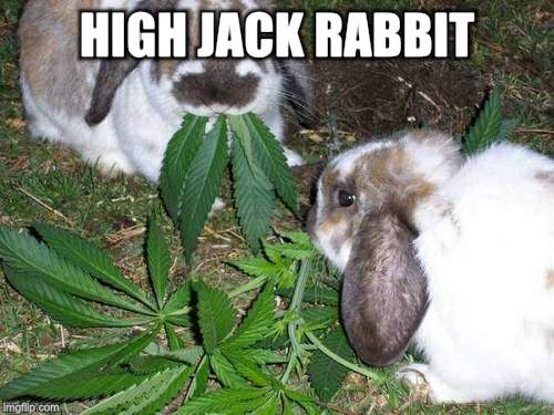 HIGH JACK RABBIT | made w/ Imgflip meme maker