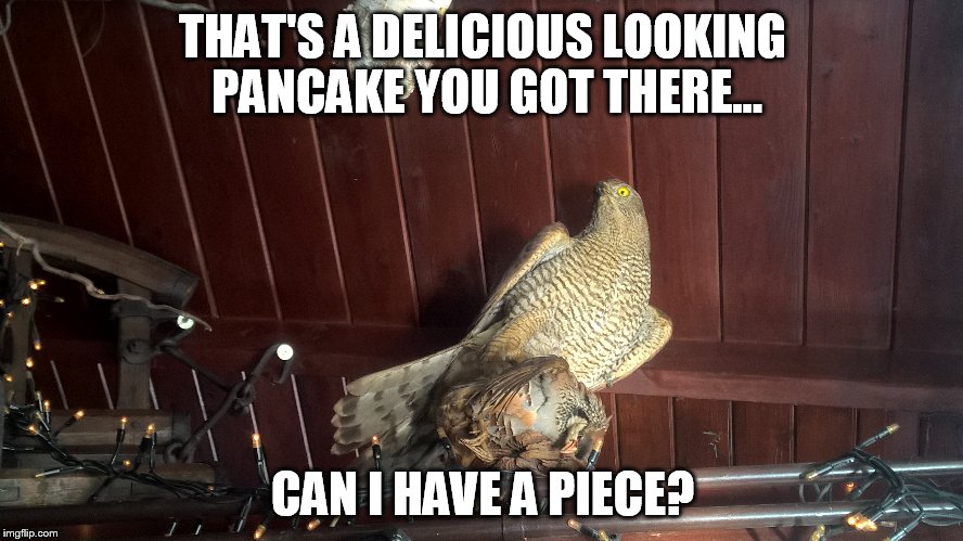 Pancake hawk | THAT'S A DELICIOUS LOOKING PANCAKE YOU GOT THERE... CAN I HAVE A PIECE? | image tagged in memes | made w/ Imgflip meme maker
