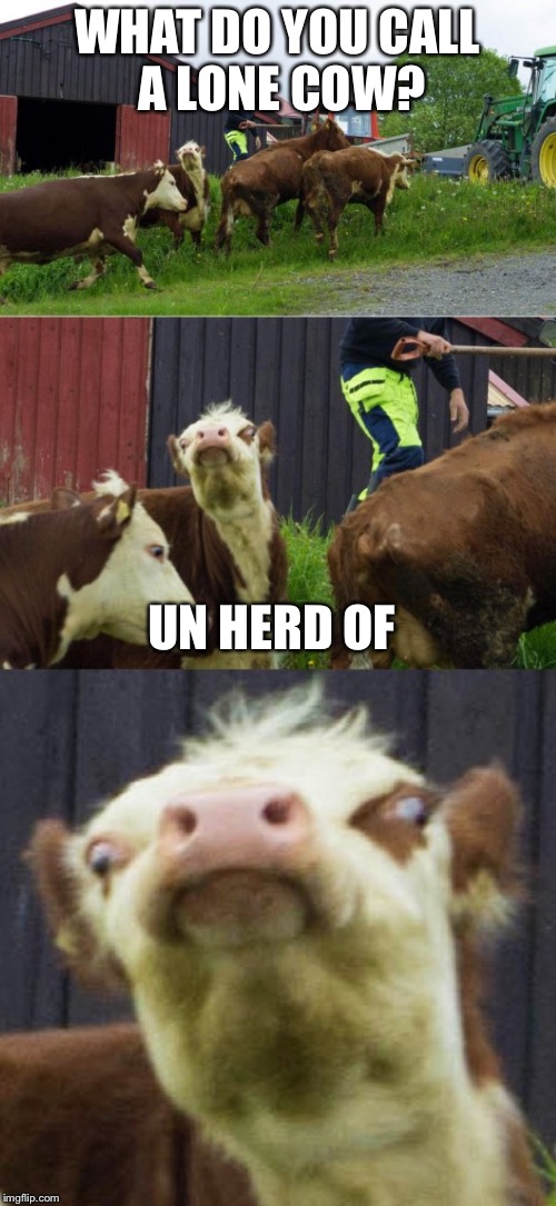 Bad pun cow  | WHAT DO YOU CALL A LONE COW? UN HERD OF | image tagged in bad pun cow | made w/ Imgflip meme maker
