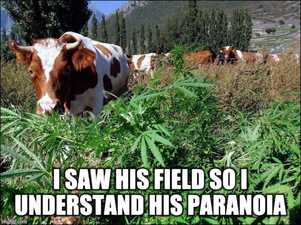 I SAW HIS FIELD SO I UNDERSTAND HIS PARANOIA | image tagged in cow eating marijuana | made w/ Imgflip meme maker