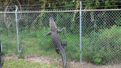 High Quality Gator Fence Blank Meme Template