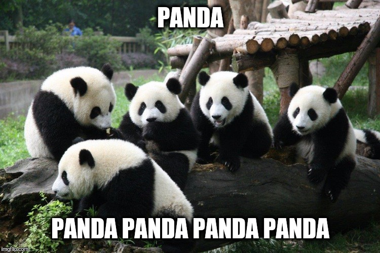 PANDA; PANDA PANDA PANDA PANDA | image tagged in panda,pandas,new york | made w/ Imgflip meme maker