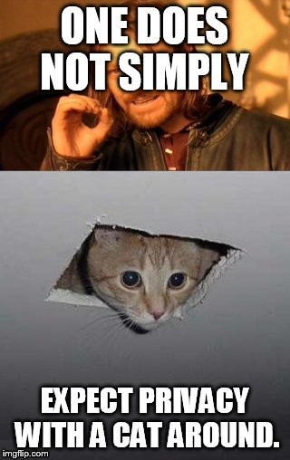 Cat rule #1 | image tagged in cats,memes,funny,one does not simply,animals | made w/ Imgflip meme maker