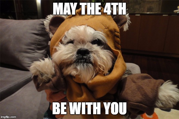 MAY THE 4TH; BE WITH YOU | image tagged in ewok dog | made w/ Imgflip meme maker