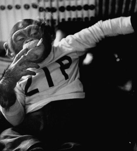 High Quality monkey_cigarette Blank Meme Template