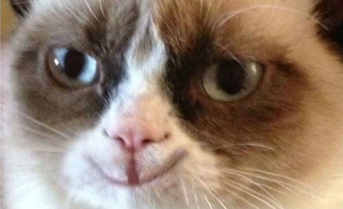 High Quality Grumpy Cat happy Blank Meme Template