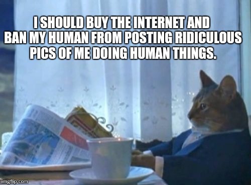 I Should Buy A Boat Cat | I SHOULD BUY THE INTERNET AND BAN MY HUMAN FROM POSTING RIDICULOUS PICS OF ME DOING HUMAN THINGS. | image tagged in memes,i should buy a boat cat | made w/ Imgflip meme maker