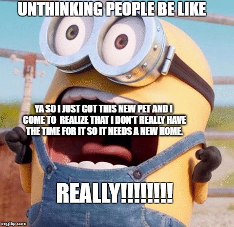 Minions must not far | UNTHINKING PEOPLE BE LIKE; YA SO I JUST GOT THIS NEW PET AND I COME TO  REALIZE THAT I DON'T REALLY HAVE THE TIME FOR IT SO IT NEEDS A NEW HOME. REALLY!!!!!!!! | image tagged in minions must not far | made w/ Imgflip meme maker