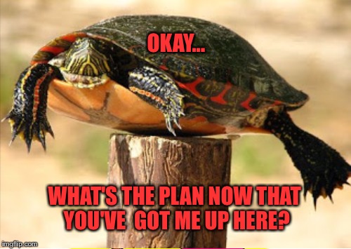 THE GOAL ACHIEVED | OKAY... WHAT'S THE PLAN NOW THAT YOU'VE  GOT ME UP HERE? | image tagged in turtle | made w/ Imgflip meme maker