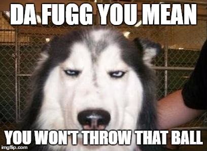 Skeptical Dog Meme Generator Imgflip - when someone asks you want free robux skeptical dog make a meme