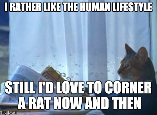 I Should Buy A Boat Cat | I RATHER LIKE THE HUMAN LIFESTYLE; STILL I'D LOVE TO CORNER A RAT NOW AND THEN | image tagged in memes,i should buy a boat cat | made w/ Imgflip meme maker