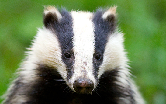 Cute Badger Blank Meme Template