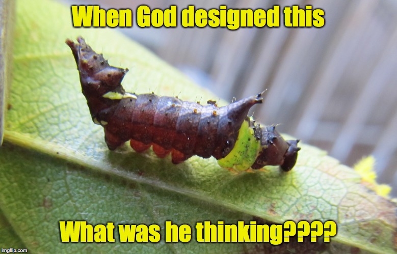 God, the ultimate Science Fiction author. | When God designed this; What was he thinking???? | image tagged in unicorn catipillar | made w/ Imgflip meme maker