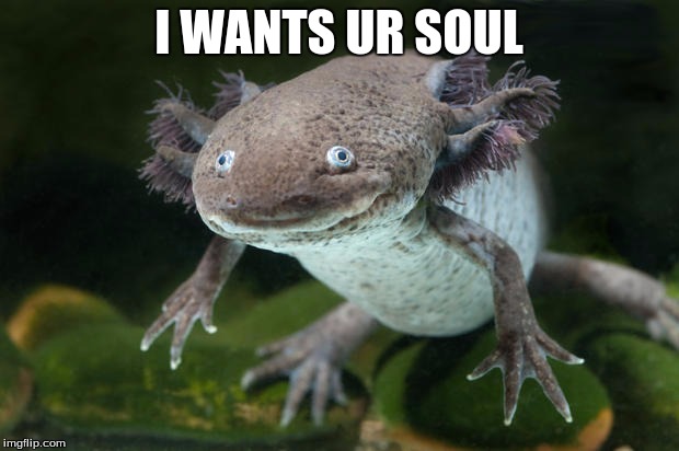 Soul Stealer | I WANTS UR SOUL | image tagged in salamander | made w/ Imgflip meme maker