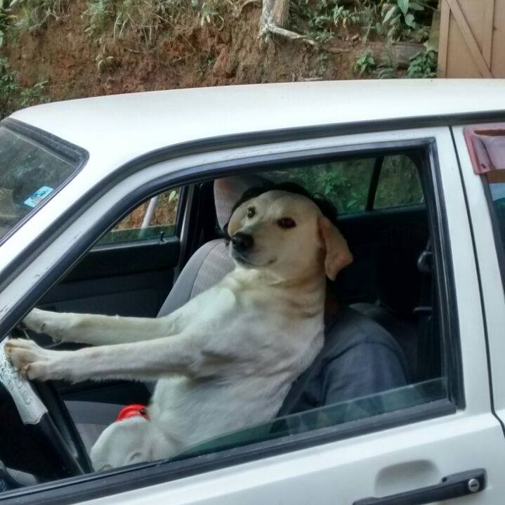 High Quality dog driving Blank Meme Template