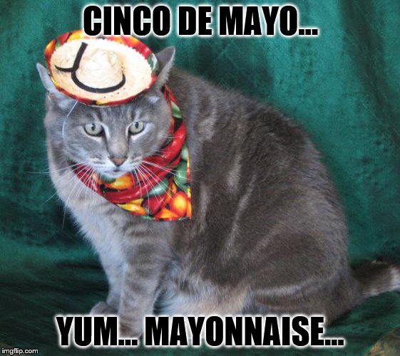 Hungry Kitten | CINCO DE MAYO... YUM... MAYONNAISE... | image tagged in mexico,cinco de mayo,mayo,funny,kitty,mexican fiesta | made w/ Imgflip meme maker