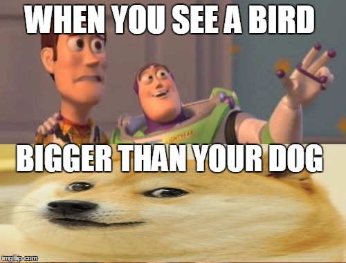 X, X Everywhere | WHEN YOU SEE A BIRD; BIGGER THAN YOUR DOG | image tagged in memes,x x everywhere | made w/ Imgflip meme maker