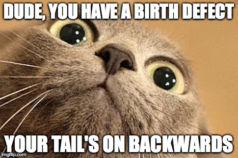 cats | DUDE, YOU HAVE A BIRTH DEFECT; YOUR TAIL'S ON BACKWARDS | image tagged in cats | made w/ Imgflip meme maker