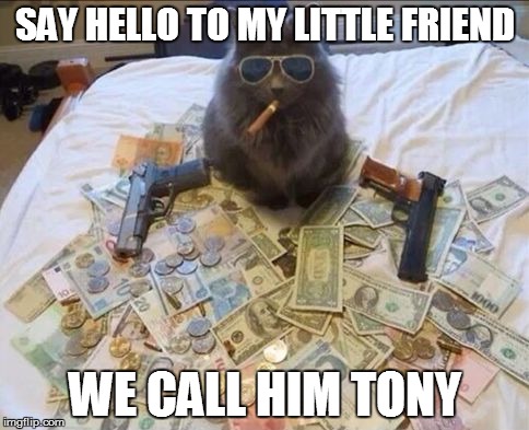 Tony's cat - Imgflip