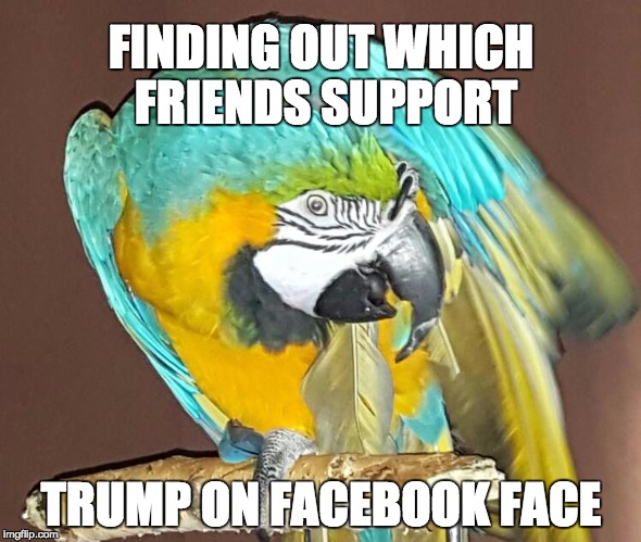 Dismayed Parrot | FINDING OUT WHICH FRIENDS SUPPORT; TRUMP ON FACEBOOK FACE | image tagged in dismayed parrot,trump,parrot,facebook,macaw,dismayed | made w/ Imgflip meme maker