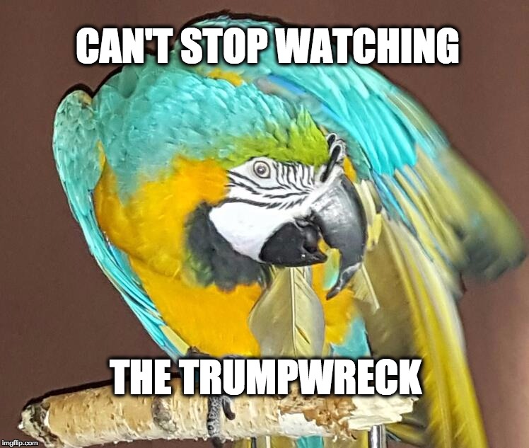 Trumpwreck | CAN'T STOP WATCHING; THE TRUMPWRECK | image tagged in dismayed parrot,parrot,trump,donald trump,dismayed,macaw | made w/ Imgflip meme maker
