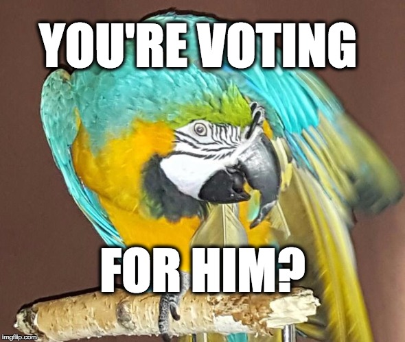 Political Parrot | YOU'RE VOTING; FOR HIM? | image tagged in dismayed parrot,political,parrot,trump,gop,dismayed | made w/ Imgflip meme maker