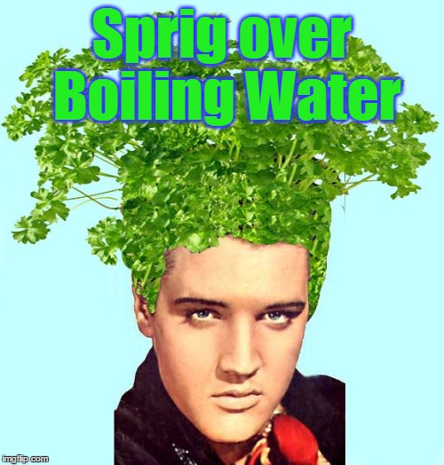 Sprig over Boiling Water | made w/ Imgflip meme maker