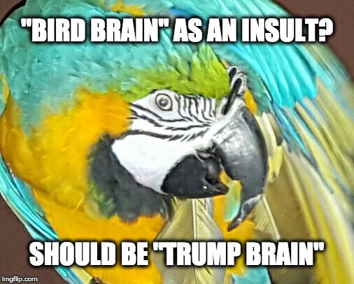 Bird Brain? | "BIRD BRAIN" AS AN INSULT? SHOULD BE "TRUMP BRAIN" | image tagged in political parrot,trump,parrot,macaw,bird brain,gop | made w/ Imgflip meme maker