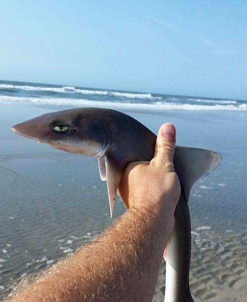 not impressed nosir Blank Meme Template