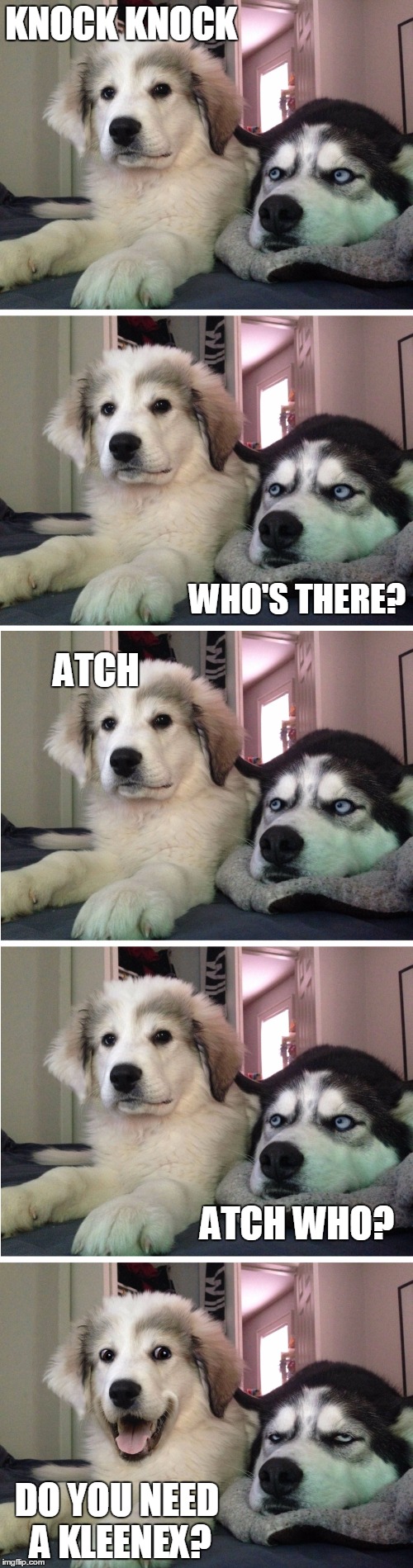 Knock Knock Dogs | KNOCK KNOCK; WHO'S THERE? ATCH; ATCH WHO? DO YOU NEED A KLEENEX? | image tagged in knock knock,bad joke dogs,meme,funny,sneeze | made w/ Imgflip meme maker