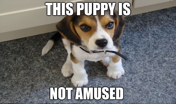 It's really not, is it | THIS PUPPY IS; NOT AMUSED | image tagged in puppy | made w/ Imgflip meme maker
