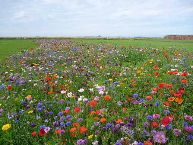 High Quality MEADOW Blank Meme Template